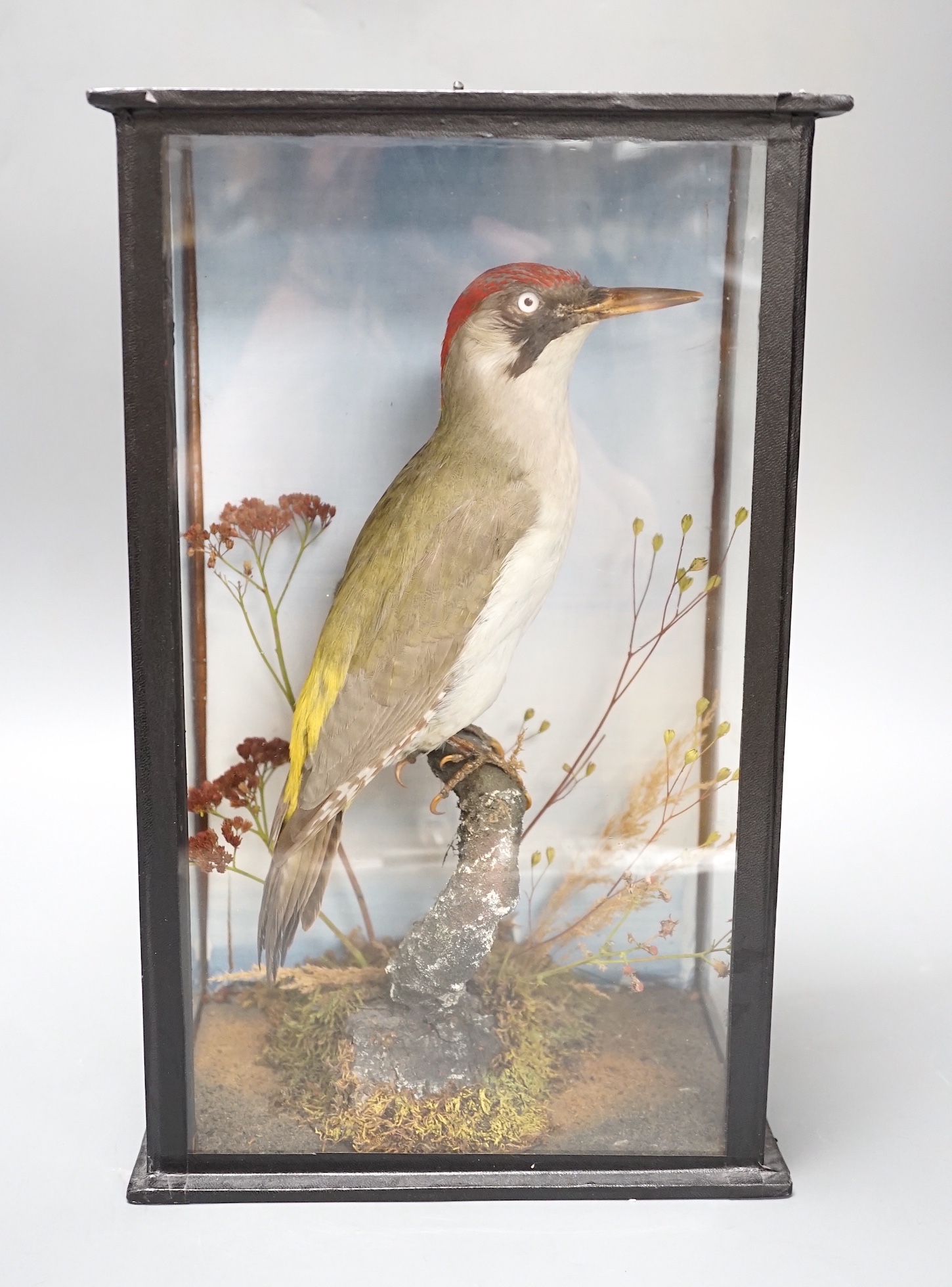 A taxidermy perched green woodpecker, dated 1905 - 36.5 x 22.5cm